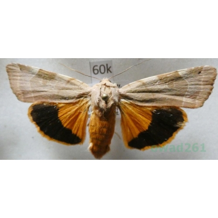 Noctua fimbriata (Schreber, 1759) Rolnica aksamitka Czech60k